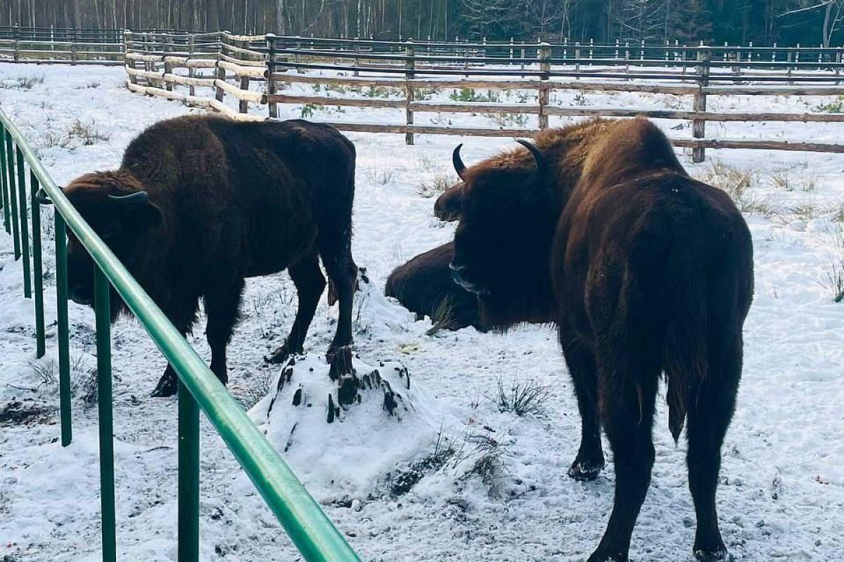 Новогоднее путешествие по Беларуси